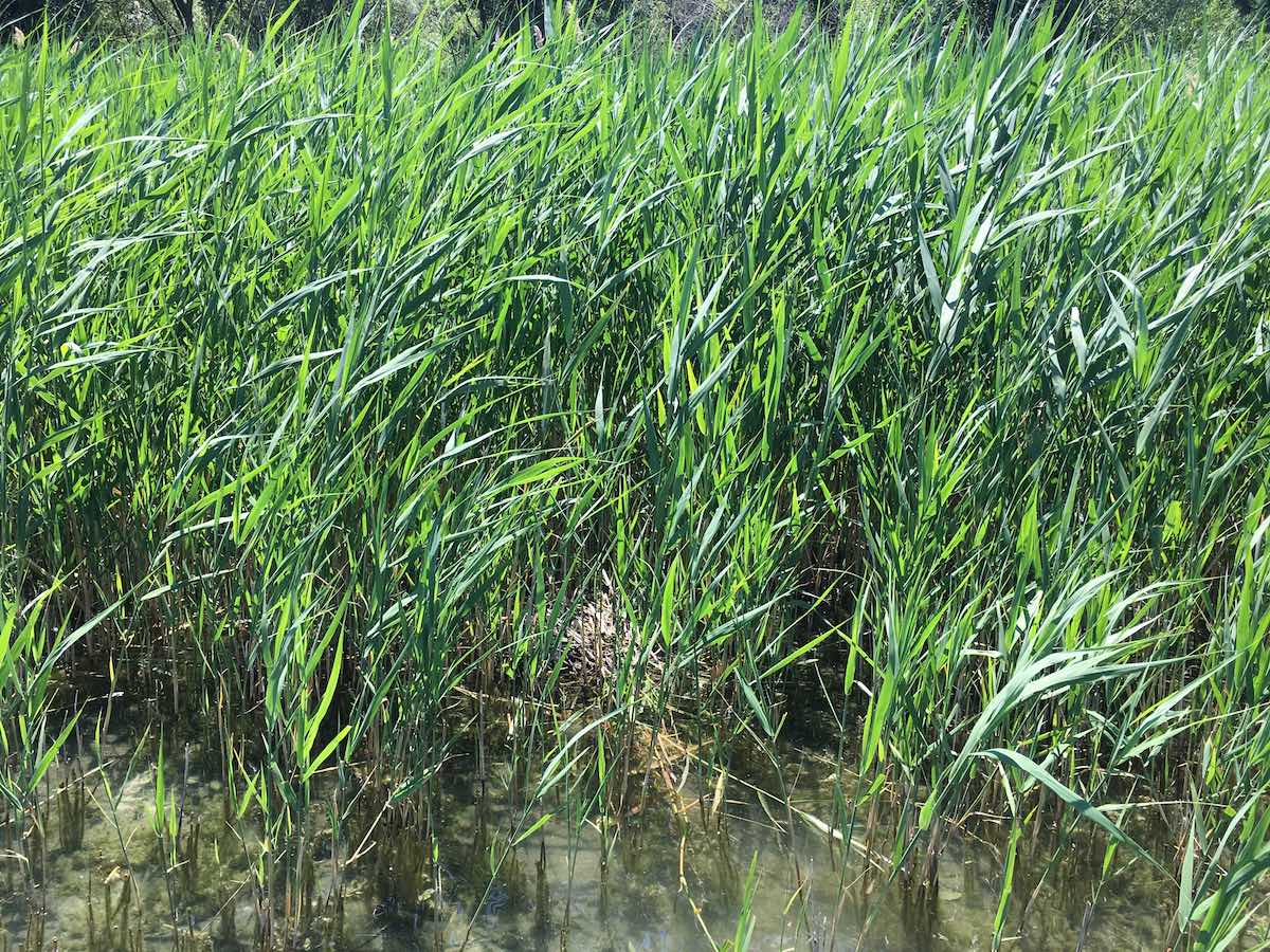 Al Lago di Martignano (RM): nido di folaga con uova